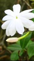 Jasmine Flowers Wallpapers HD ポスター