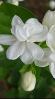 Jasmine Flowers Wallpapers HD اسکرین شاٹ 3