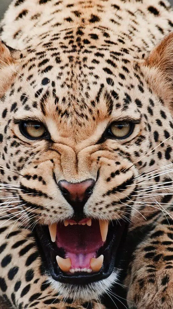 Jaguar Wallpapers HD APK for Android Download