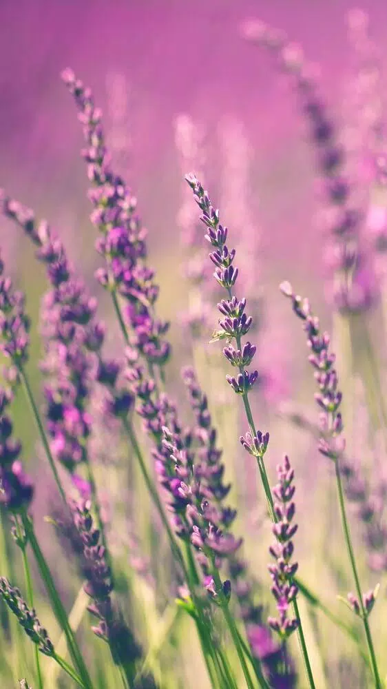 Lavender Wallpapers HD APK for Android Download