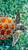 Turtle Wallpapers HD Affiche