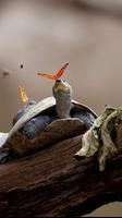 Turtle Wallpapers HD 스크린샷 2