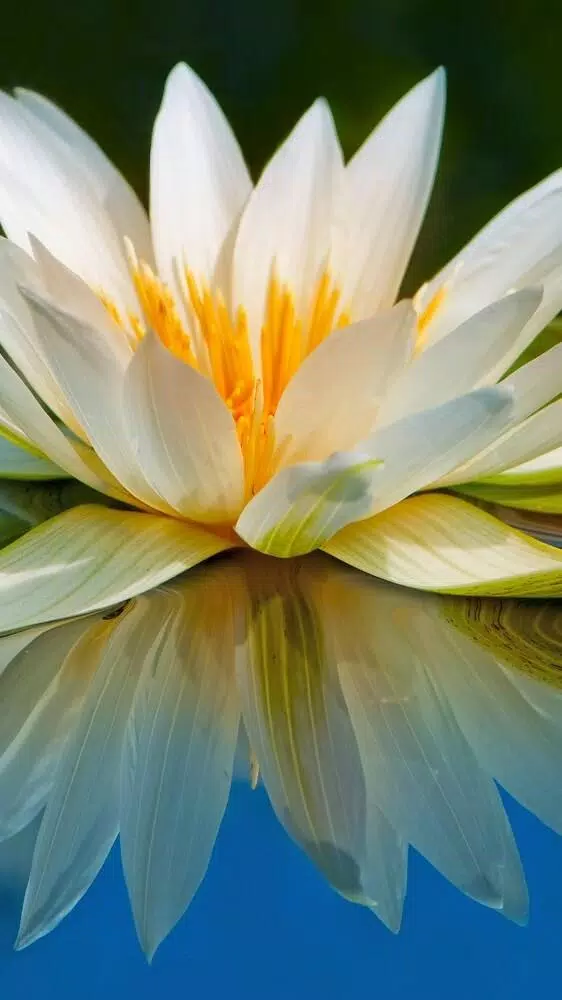 Water Lily Wallpapers HD APK for Android Download