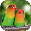 Lovebird sounds APK