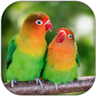 Lovebird sounds أيقونة