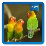 Lovebird Wallpapers New