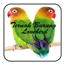 Ternak Lovebird APK