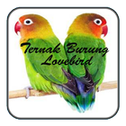Ternak Lovebird আইকন