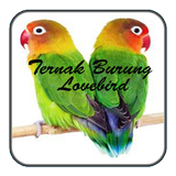 Ternak Lovebird icon