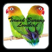 Ternak Lovebird পোস্টার