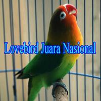 Video Lovebird Juara Nasional poster