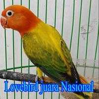 Video Lovebird Juara Nasional screenshot 1