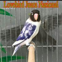 Video Lovebird Juara Nasional capture d'écran 2
