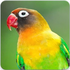 Lovebird Singing Song : Lovebird Sounds MP3 آئیکن