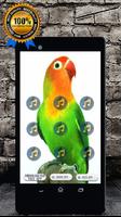 Lovebird Singing Song : Lovebird Sounds MP3 Poster