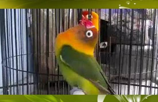 Masteran Lovebird Ngekek Panjang For Android Apk Download