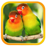 Lovebird Sounds : Lovebird Singing icône