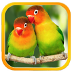 Lovebird Sounds : Lovebird Singing