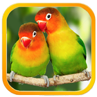 Lovebird Sounds : Lovebird Singing icono
