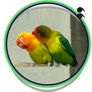 lovebirds contest ideas APK