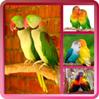 Lovebirds wallpapers icône