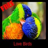 Love Birds ícone