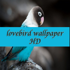 lovebird wallpaper HD icône