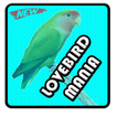 Lovebird Mania