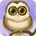 Cute Owl