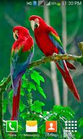 Lovely Birds HD Wallpapers اسکرین شاٹ 1