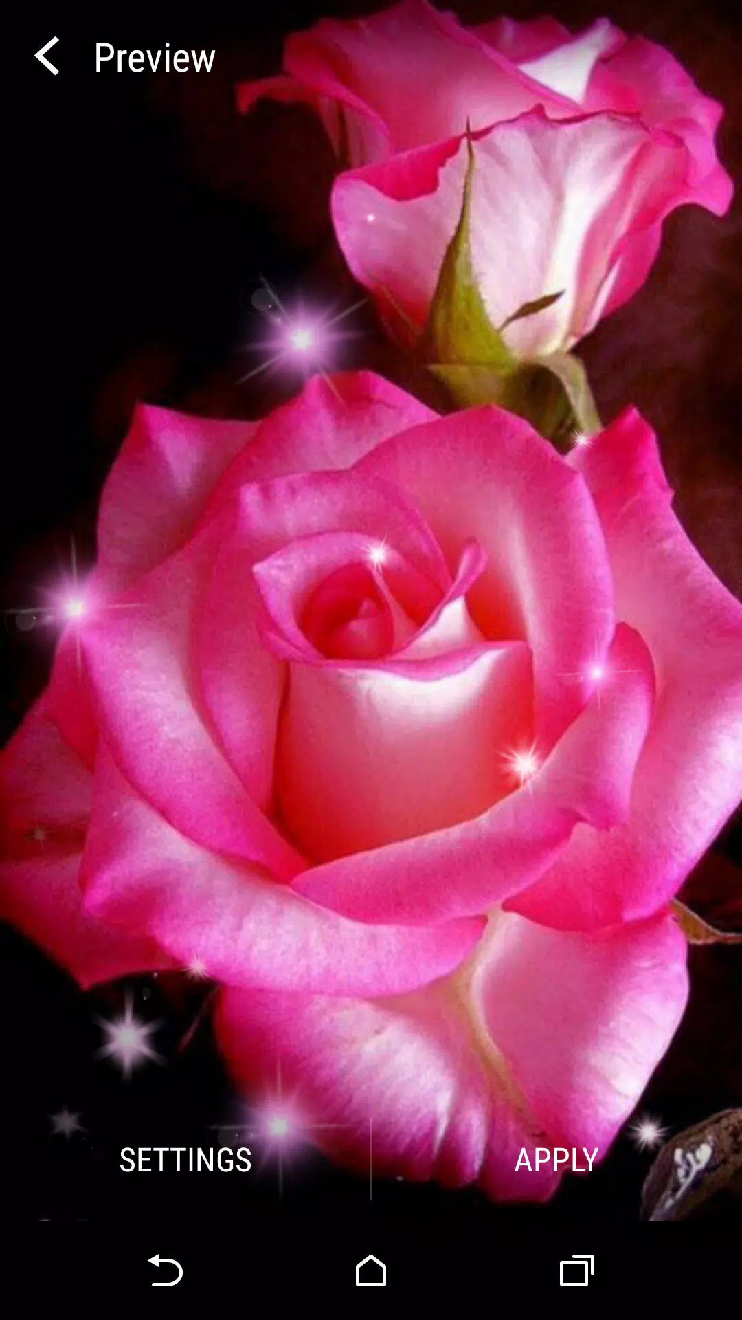 Pink Rose Live Wallpaper APK for Android Download Pink Rose Live Wallpaper APK for Android Download