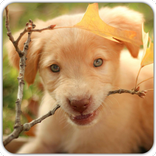 Tile Puzzle : Cute Dogs