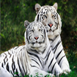 Cute Tiger Images Wallpaper HD