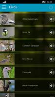 Birds of Vistula River capture d'écran 3