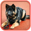 Fantastic Police Dog APK