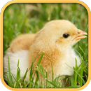 Real Chicken Simulator-APK