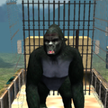 vero gorilla Calcolo