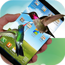 Hummingbird live wallpaper APK