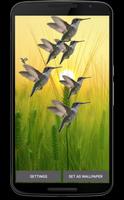 Hummingbird live wallpaper Affiche