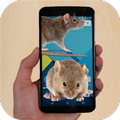 Mouse run in phone Prank