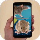 Mouse run in phone Prank APK