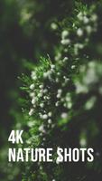 4K Nature Wallpapers Affiche