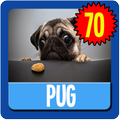 Pug Wallpaper HD Complete