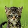 Xperia Theme - Cat