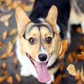 Xperia Theme - Dog