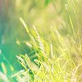 Xperia Theme - Grass FREE