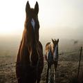 Xperia Theme - Horses