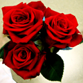 Xperia Theme - Rose