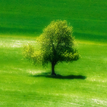 Xperia Theme - Shades of Green