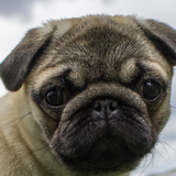 pug wallpapers free icon